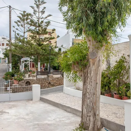 Agave Glinado Naxos