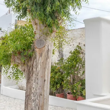 Agave Glinado Naxos